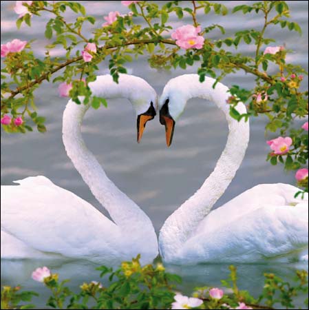 Mute Swans