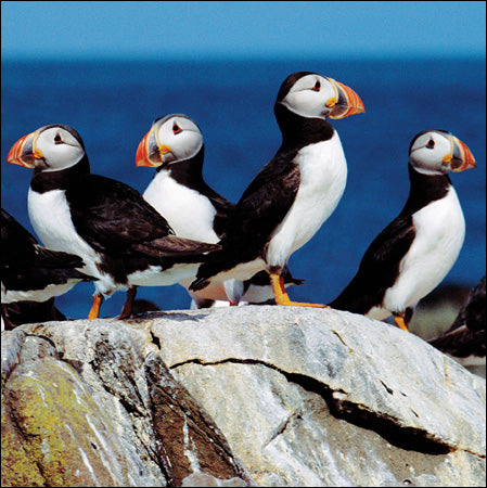 Puffins