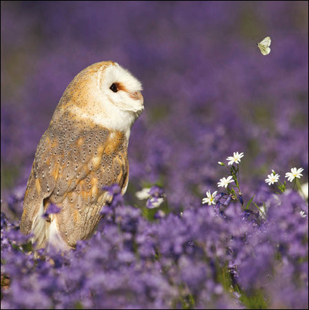 Barn Owl