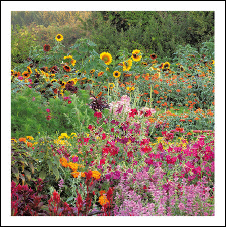 The annual borders at Aston Pottery, Oxfordshire