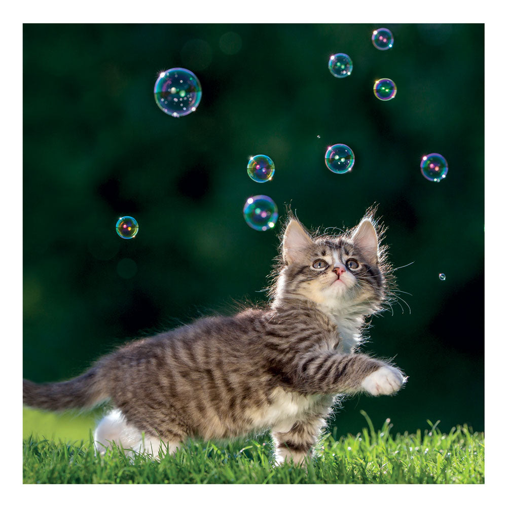 Kitten