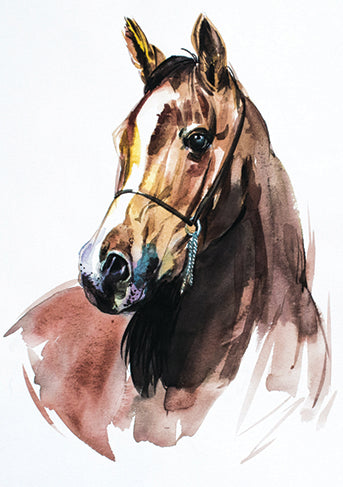 Arabian Horse